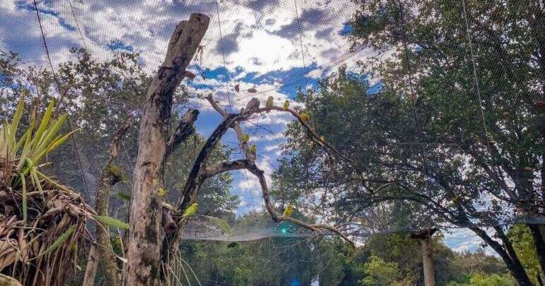 Dreams Eco Park