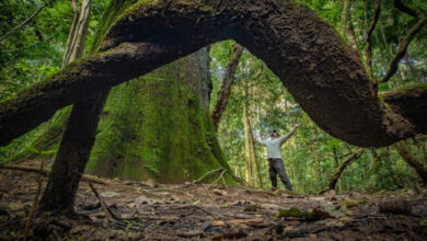 Floresta Amazônica