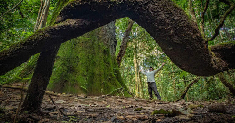 Floresta Amazônica