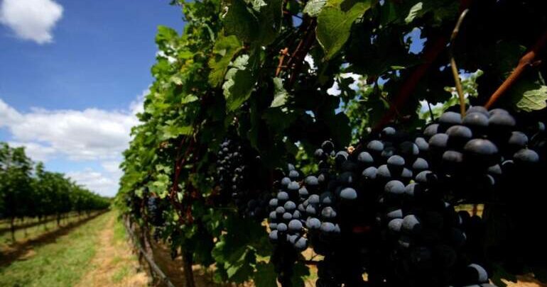 Vale do São Francisco