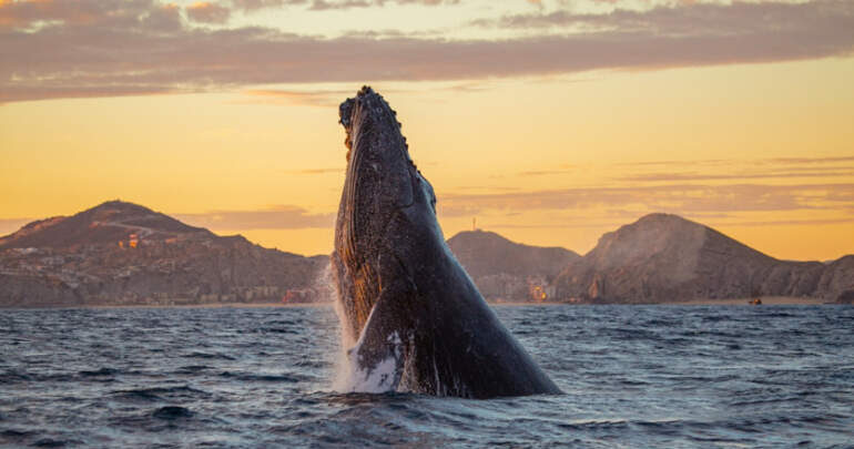 Los Cabos