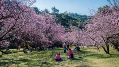 Campos do Jordão