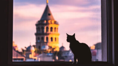 Gatos