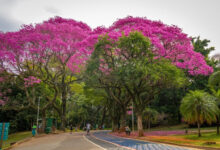 Parque Ibirapuera