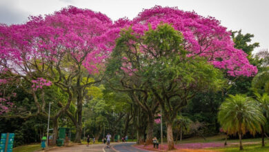 Parque Ibirapuera