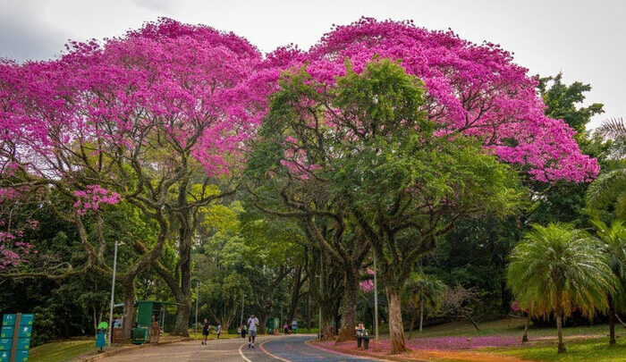 Parque Ibirapuera